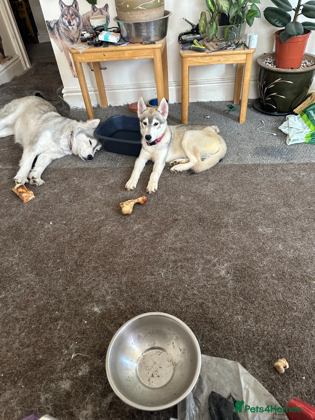 Siberian Husky dogs for sale: 3 Husky Puppies For Sale  - Advert 1