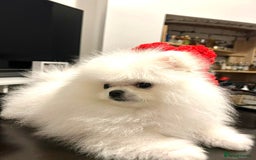 Pomeranian dogs for sale: Korean–Russian Exclusive Teddy Bear Pomeranian ✨🐻 - Advert 22