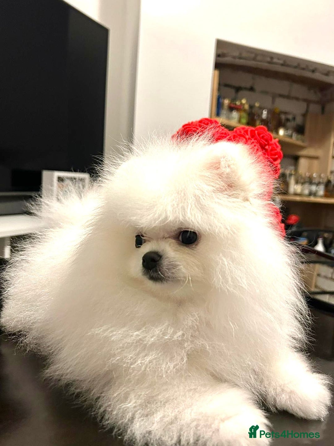 Pomeranian dogs for sale: Korean–Russian Exclusive Teddy Bear Pomeranian ✨🐻 - Advert 22