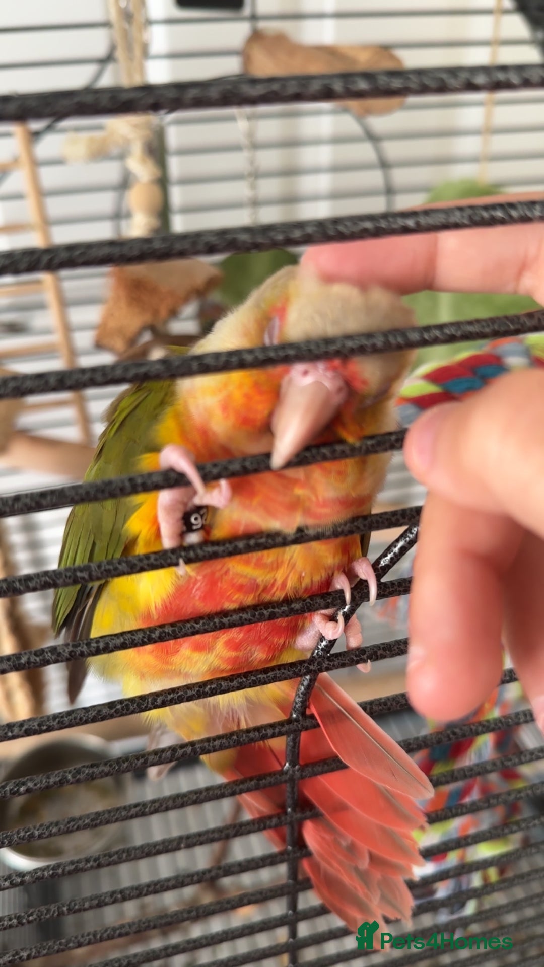 Conures birds for sale: Green Cheek Conure for sale 11months old £850 - Advert 2