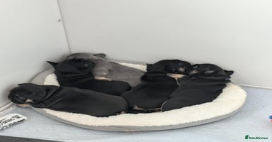 French Bulldog dogs - Advert 8