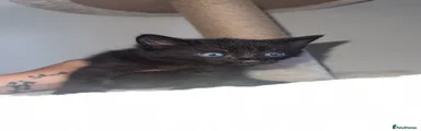 Domestic Shorthair 1