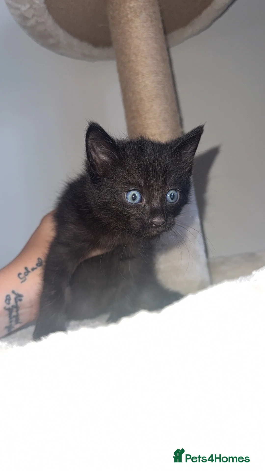 Domestic Shorthair cats for sale: 2 female kittens  - Advert 2
