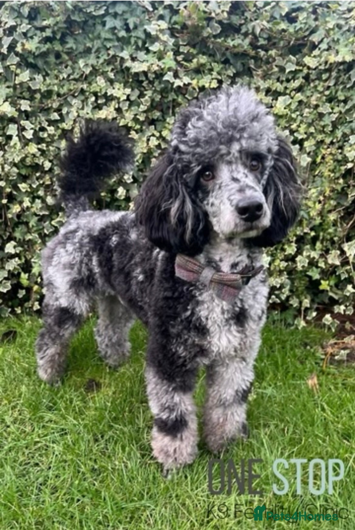 Cockapoo dogs Beautiful health tested cockapoo puppies - Advert 2