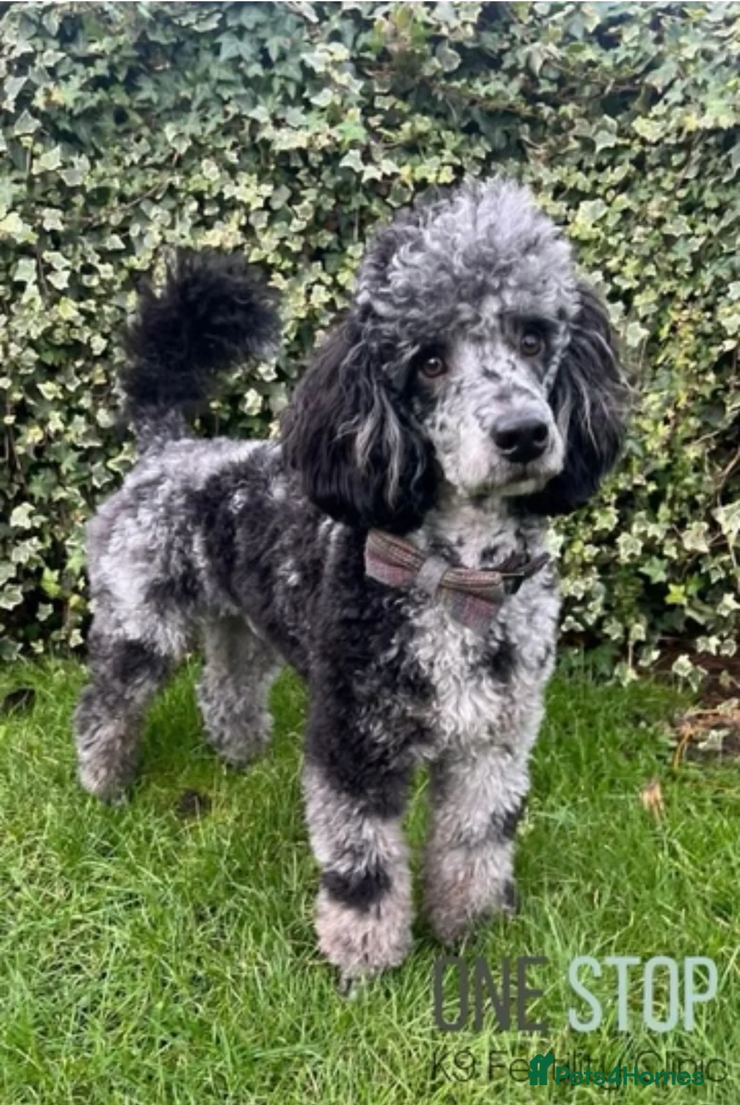 Cockapoo dogs for sale: Beautiful health tested cockapoo puppies - Advert 2