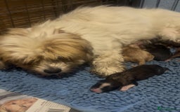 Mixed Breed dogs for sale: Lhasa apso x chorkie  - Image 19