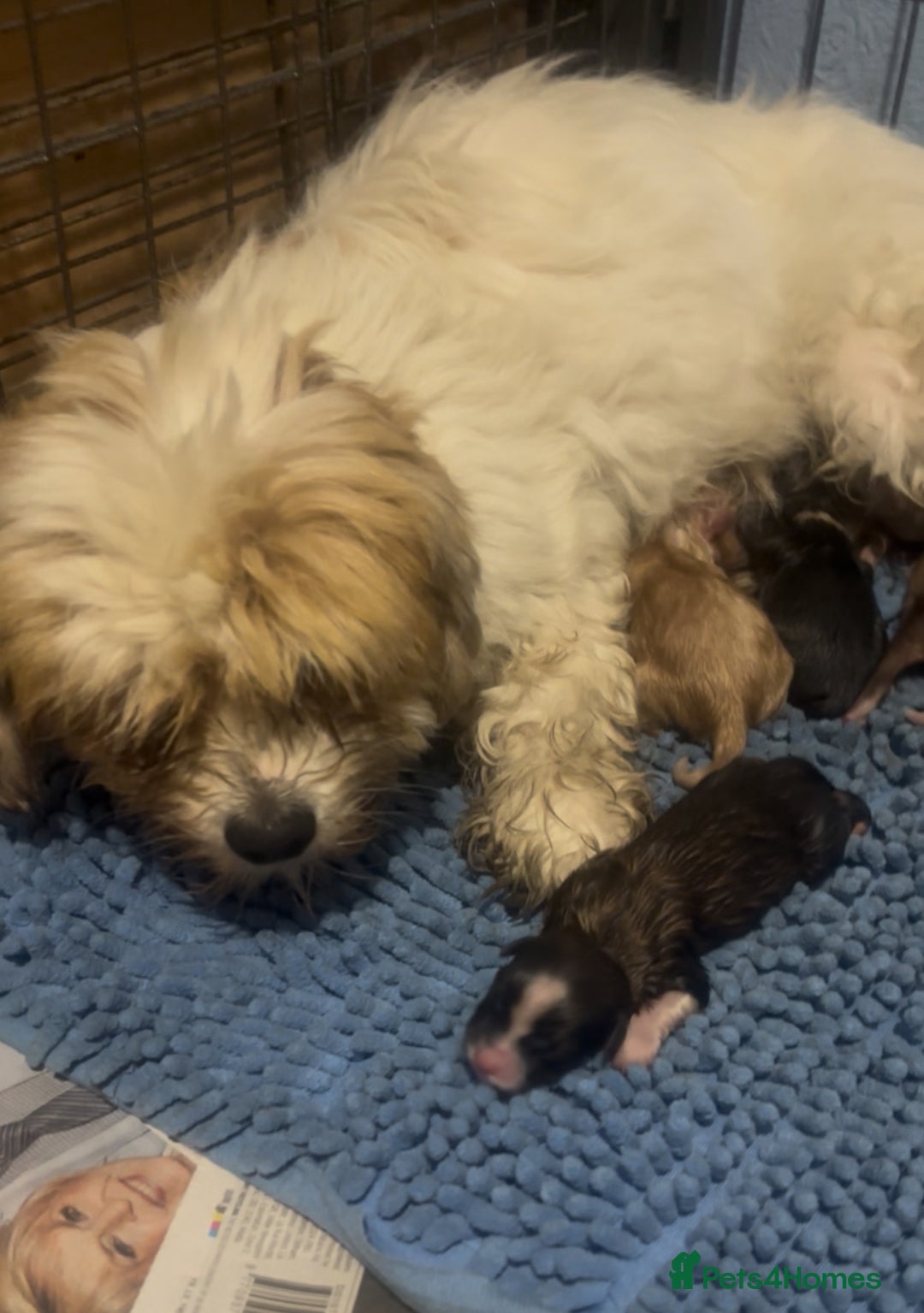 Mixed Breed dogs for sale: Lhasa apso x chorkie  - Image 19