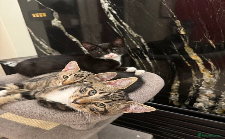 Mixed Breed cats - Advert 3