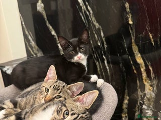 Mixed Breed cats - Advert 16