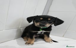 Mixed Breed dogs for sale: 2 months old - Alaskan malamute x Springardor - Image 1