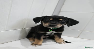 Mixed Breed dogs - Advert 12