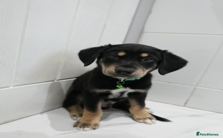 Mixed Breed dogs - Advert 1