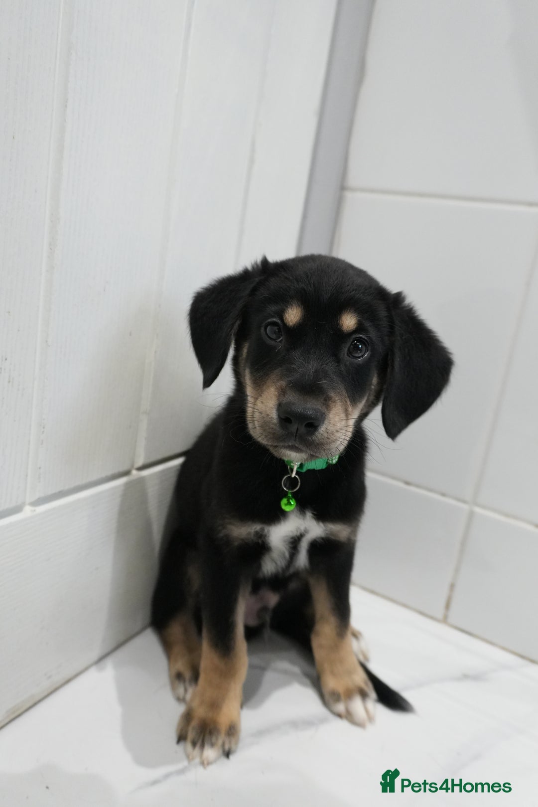 Mixed Breed dogs for sale: 2 months old - Alaskan malamute x Springardor - Image 1