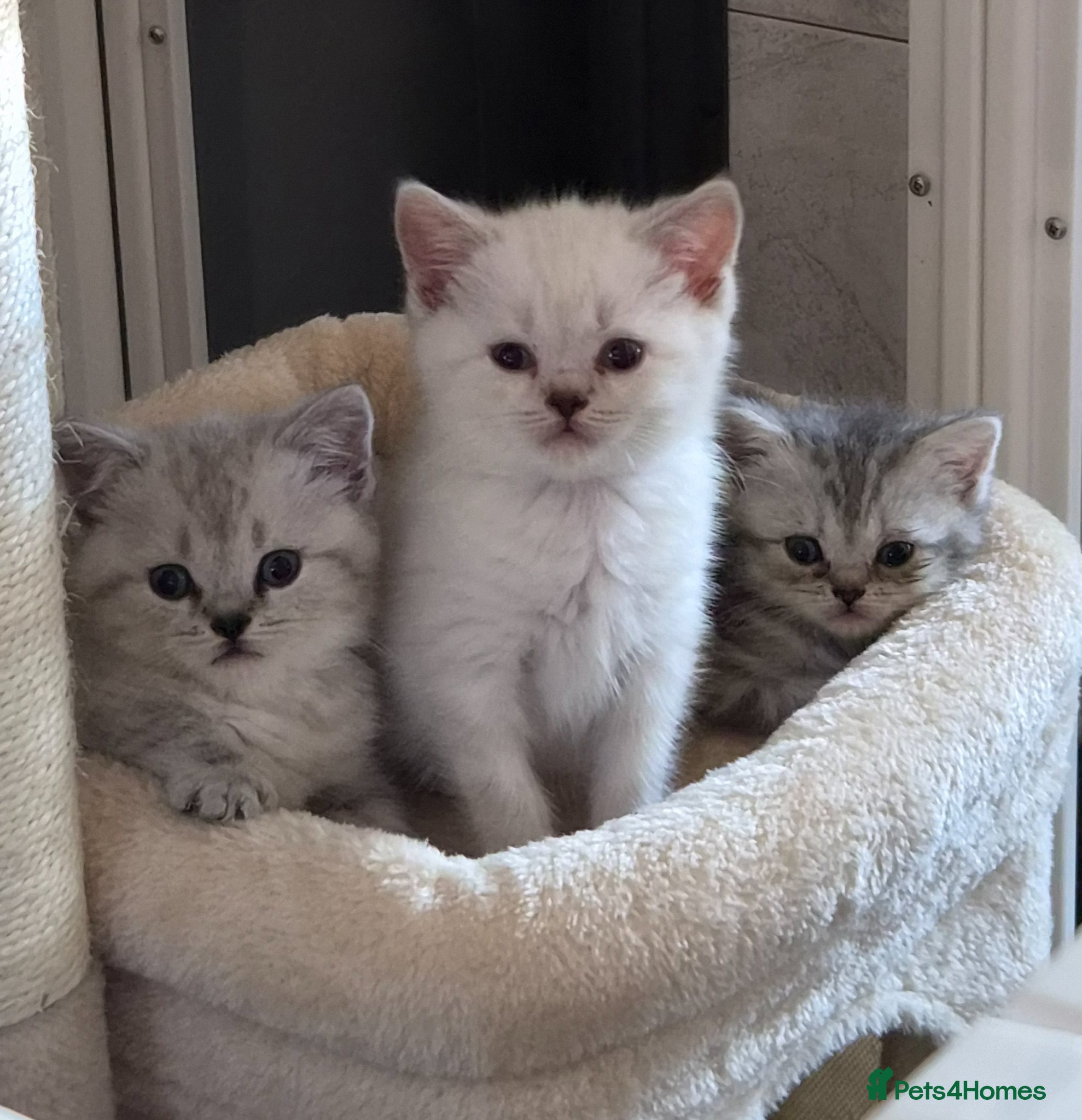 British Shorthair cats Stunning British Shorthair kittens - Advert 1