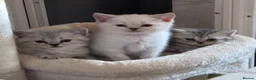British Shorthair cats for sale: Stunning British Shorthair kittens - Advert 3