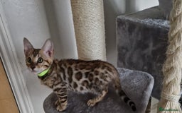 Bengal cats for sale: Last one😍Pure Bengal kittens❤️Ready to go😍 - Image 27