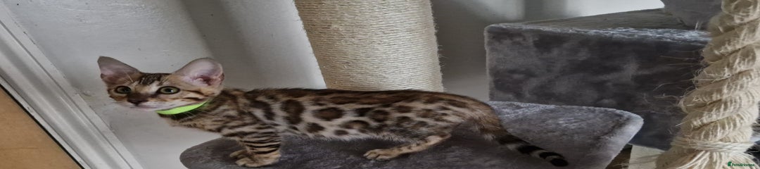 Bengal Kitten 2