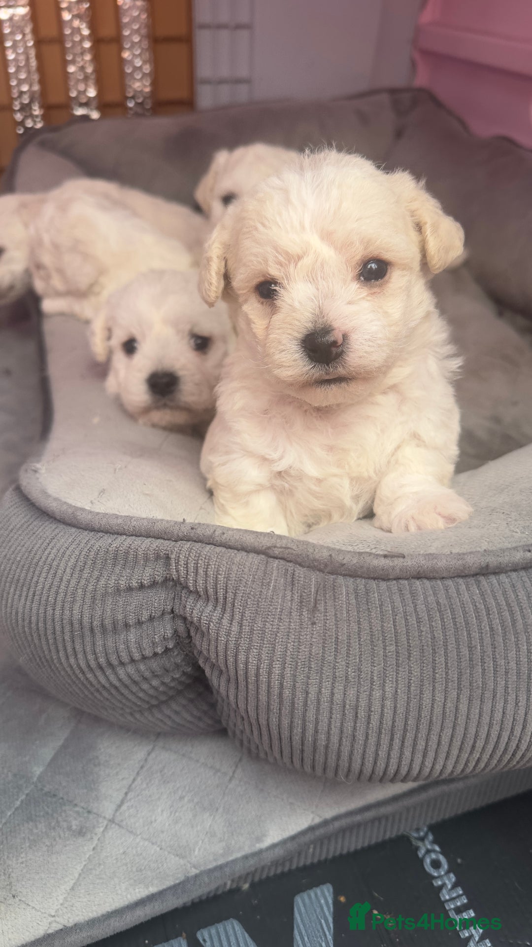 Bichon Frise dogs for sale: Adorable Bichon Frisée Puppies for sale  - Image 10