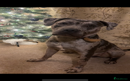 Mixed Breed dogs for sale: Zeus cane corso merle  - Image 3