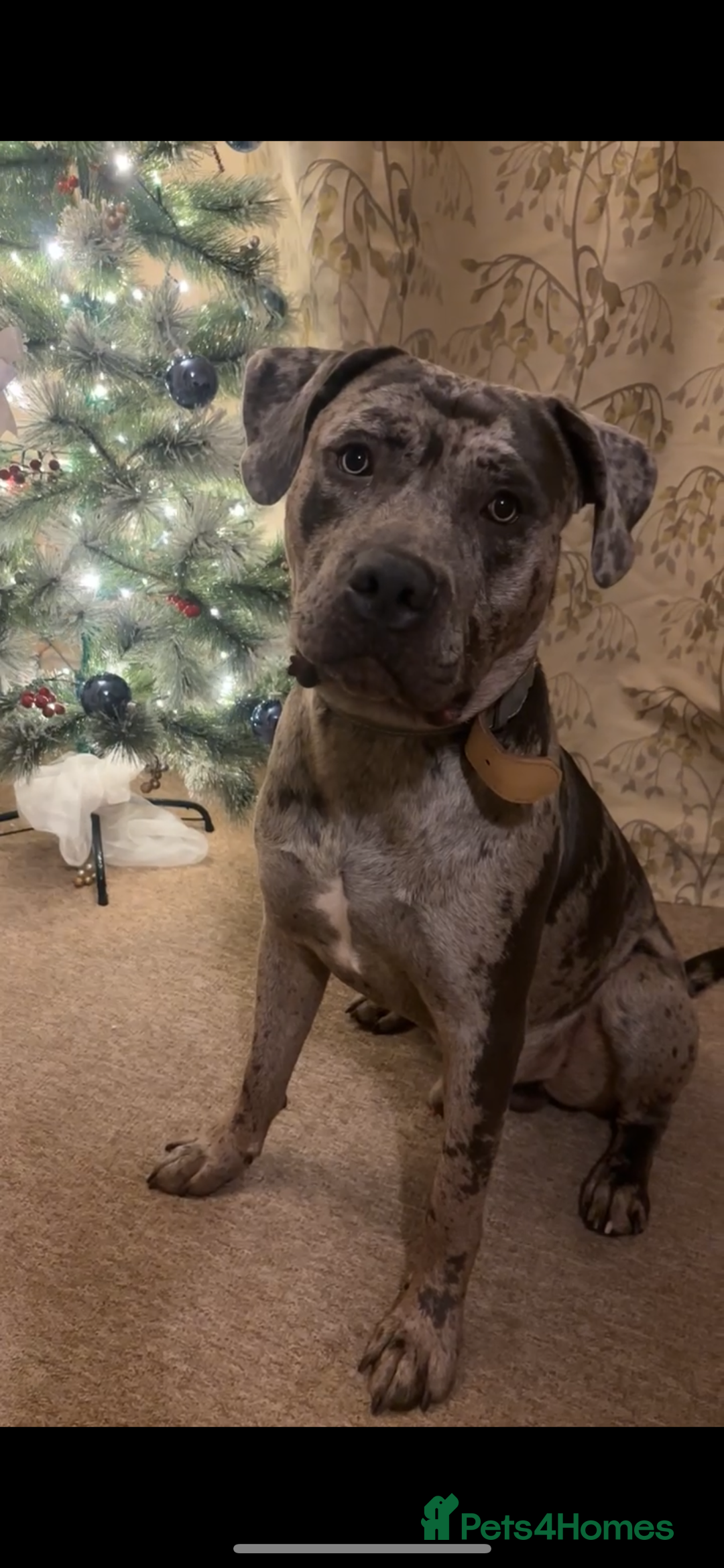 Mixed Breed dogs for sale: Zeus cane corso merle  - Image 3