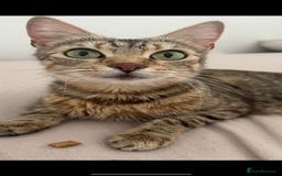 Maine Coon cats for sale: maine coon - bengals (2 males - mum free) - Image 2