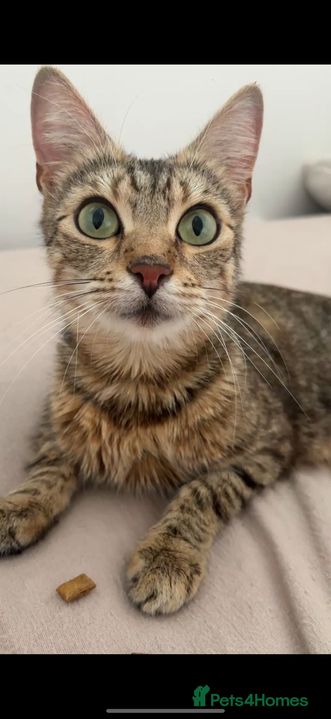 Maine Coon cats for sale: maine coon - bengals (2 males - mum free) - Image 2