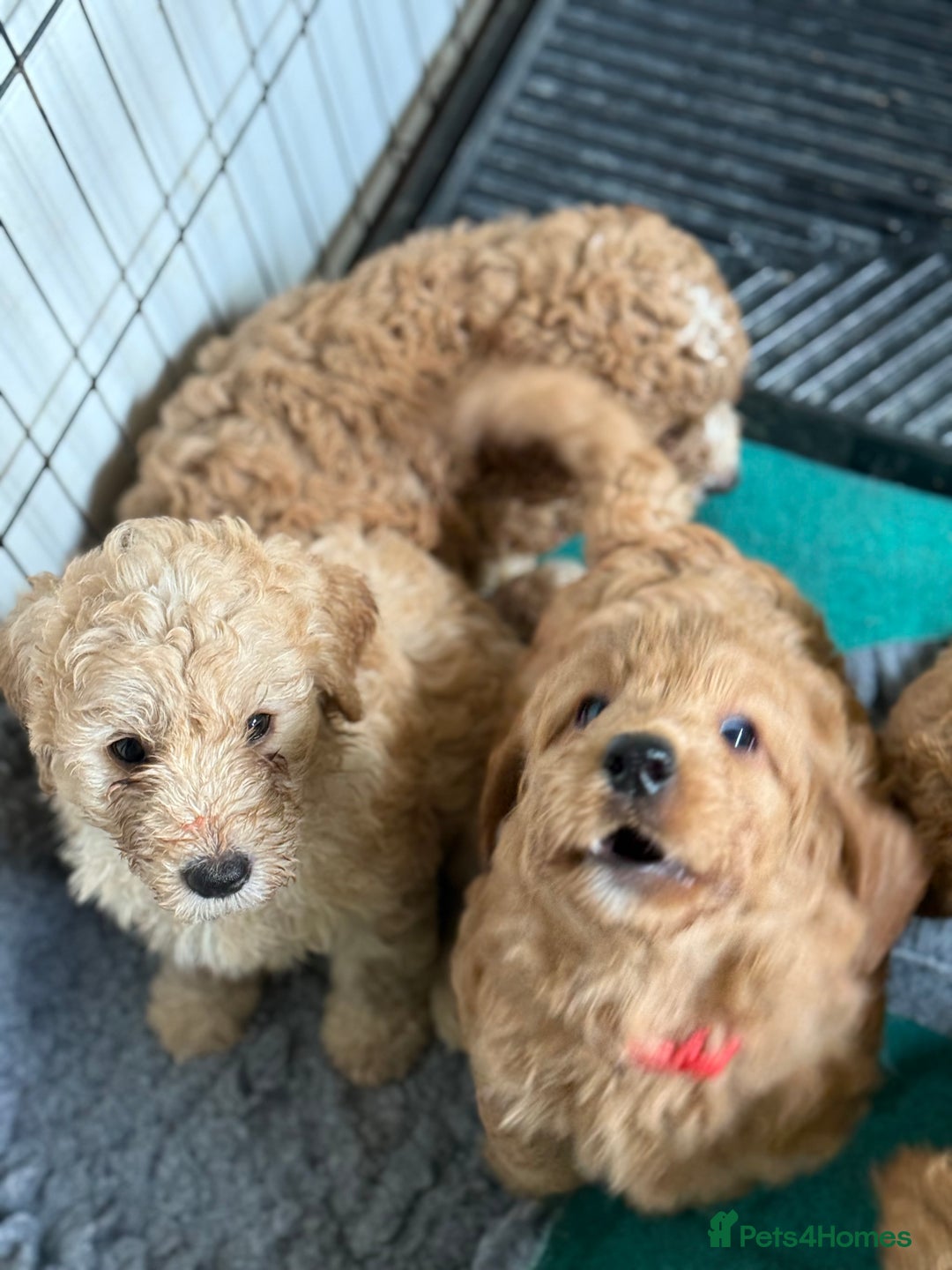 Australian Labradoodle dogs for sale: 5* Health tested Australian labradoodles  - Image 9
