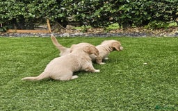 Miniature Dachshund dogs for sale: KC Long Haired Cream Carriers Miniature Dachshunds - Image 17