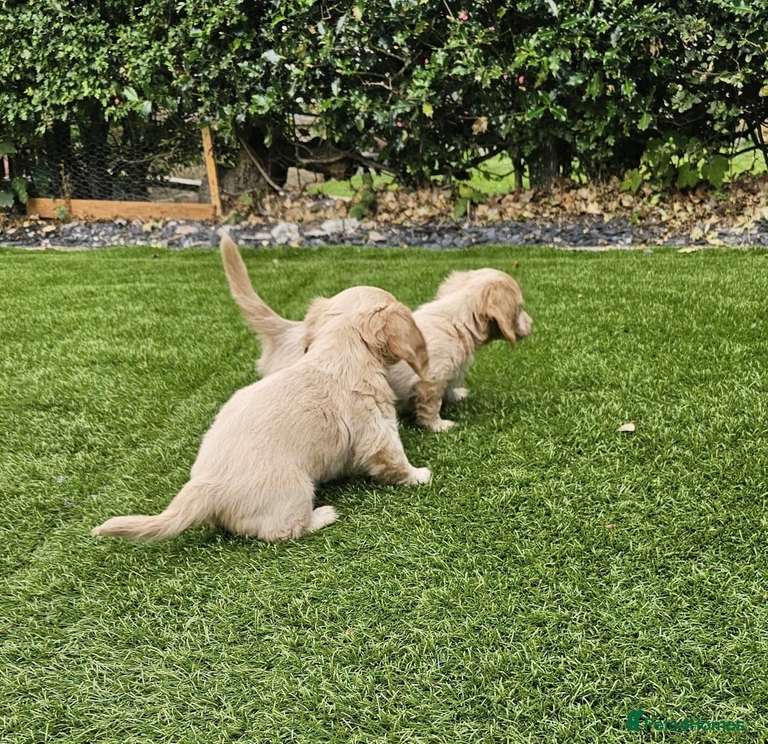 Miniature Dachshund dogs for sale: KC Long Haired Cream Carriers Miniature Dachshunds - Image 17
