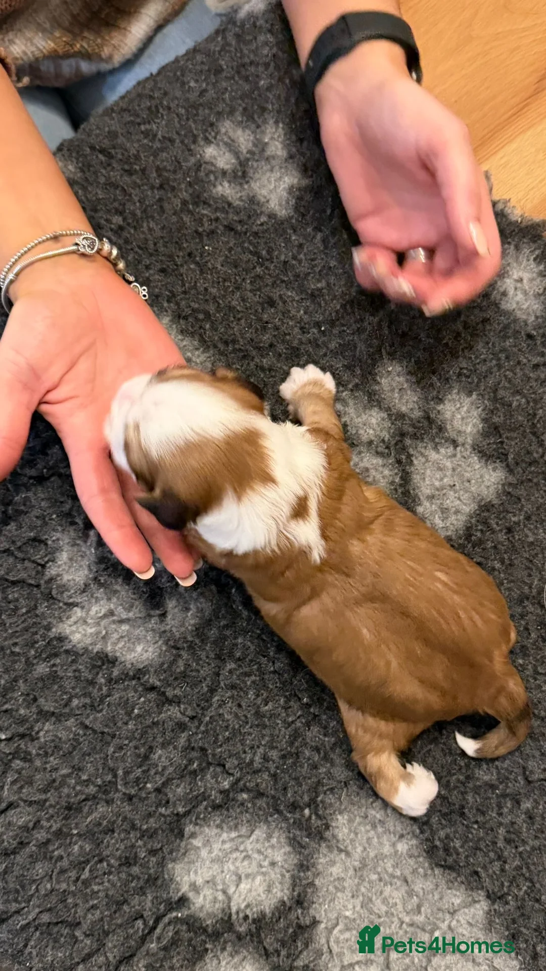 Tibetan Terrier dogs for sale: Kennel club registered Tibetan terrier puppies  - Advert 19