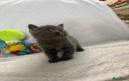 British Shorthair cats for sale: Beautiful British shorthair x kittens - Image 8