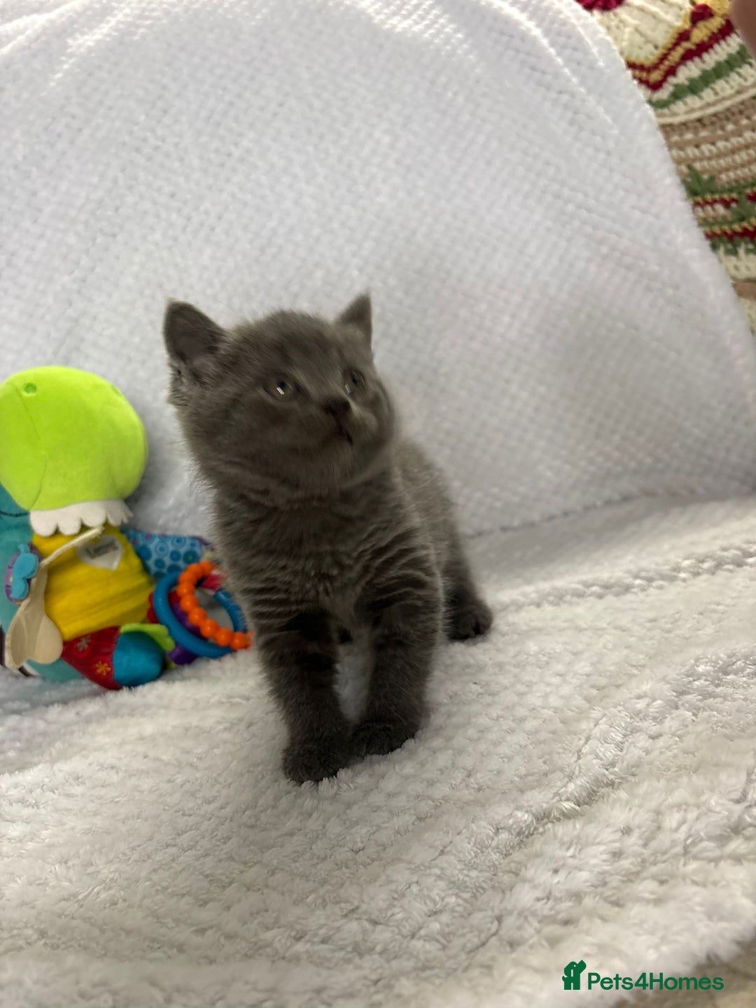 British Shorthair cats for sale: Beautiful British shorthair x kittens - Image 8