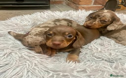 Miniature Dachshund dogs for sale: Stunning small Miniature Daschund’s - Image 13