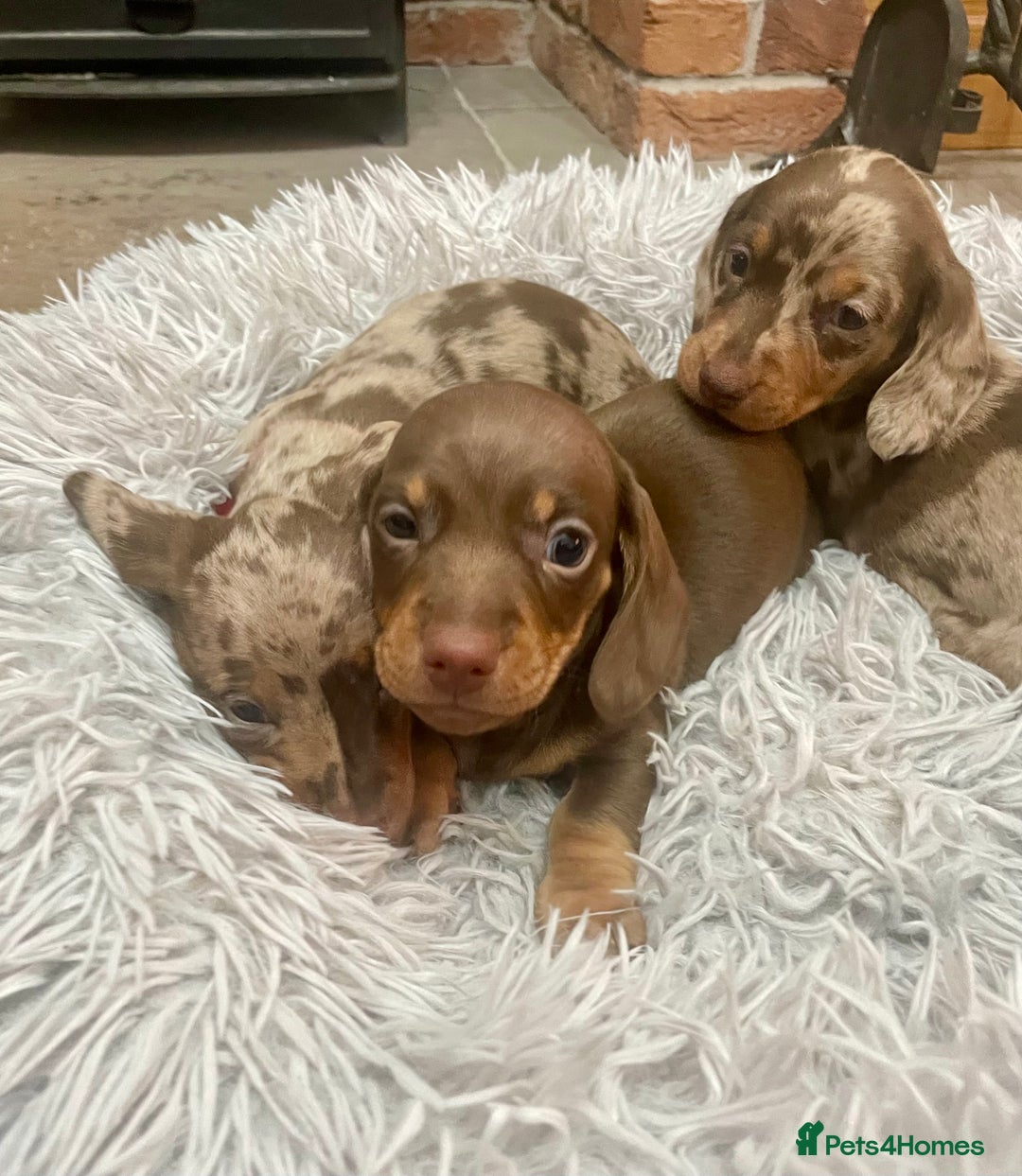 Miniature Dachshund dogs for sale: Stunning small Miniature Daschund’s - Image 13