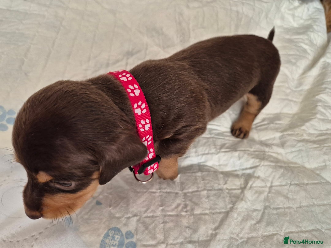 Dachshund dogs for sale: Smooth Haired Dachshund puppies - Advert 10