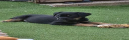 Mixed Breed dogs for sale: presa canario x kelpie - Advert 5