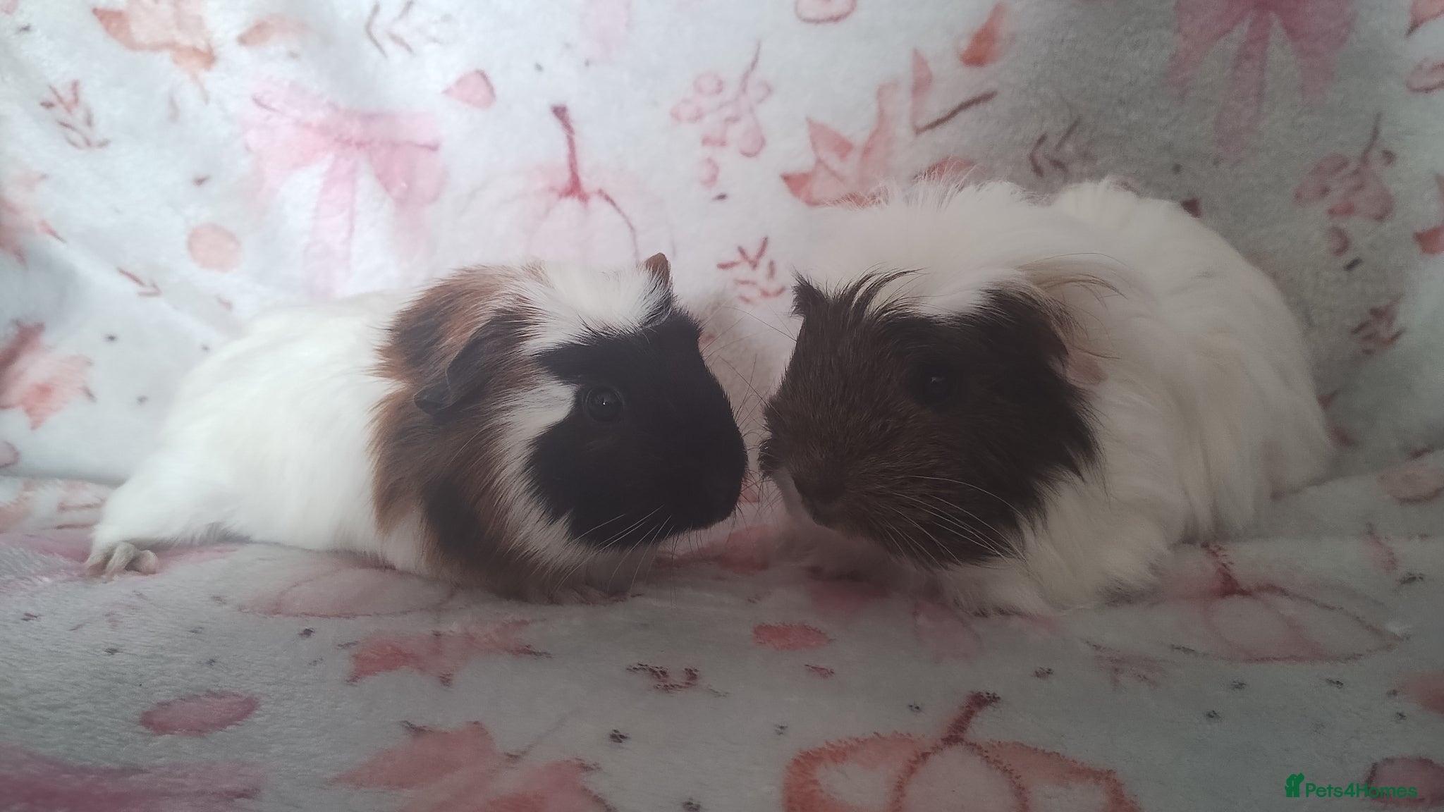 Guinea Pig rodents Baby cornet girl guinea pig delivery available now - Advert 17