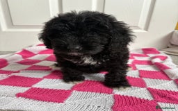 Cavapoo dogs for sale: Beautiful Cavapoos - Image 3