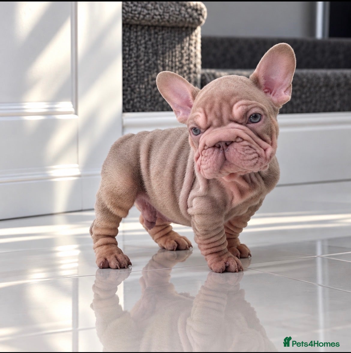 French Bulldog dogs French bulldog puppies  - Advert 3