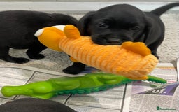 Labrador Retriever dogs for sale: Black Labrador puppies - Image 7