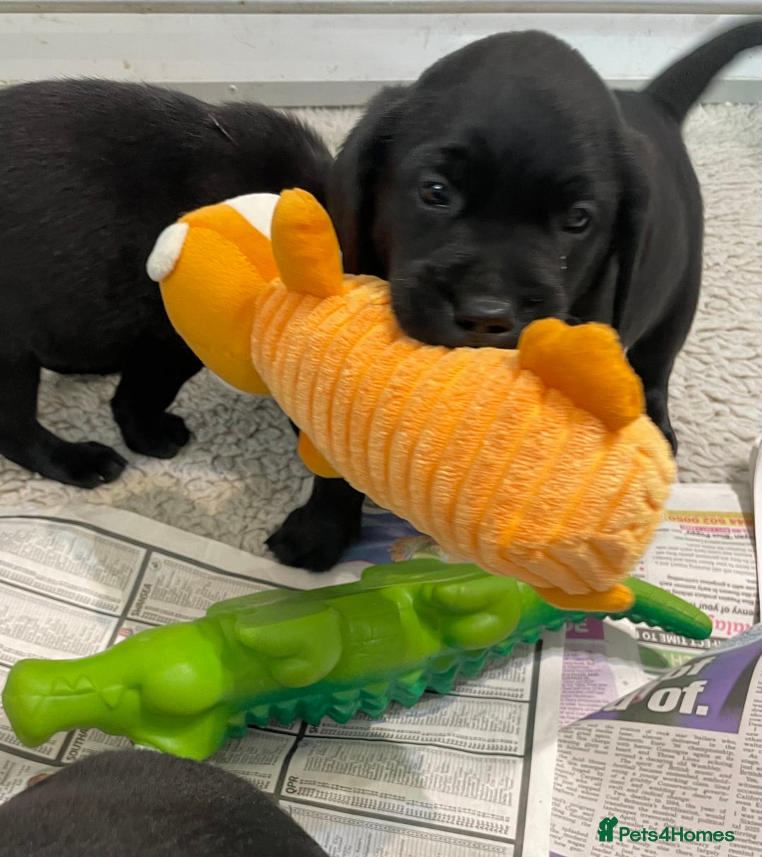 Labrador Retriever dogs for sale: Black Labrador puppies - Image 7