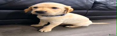 Labrador Retriever Puppy 4 dark blue Donald