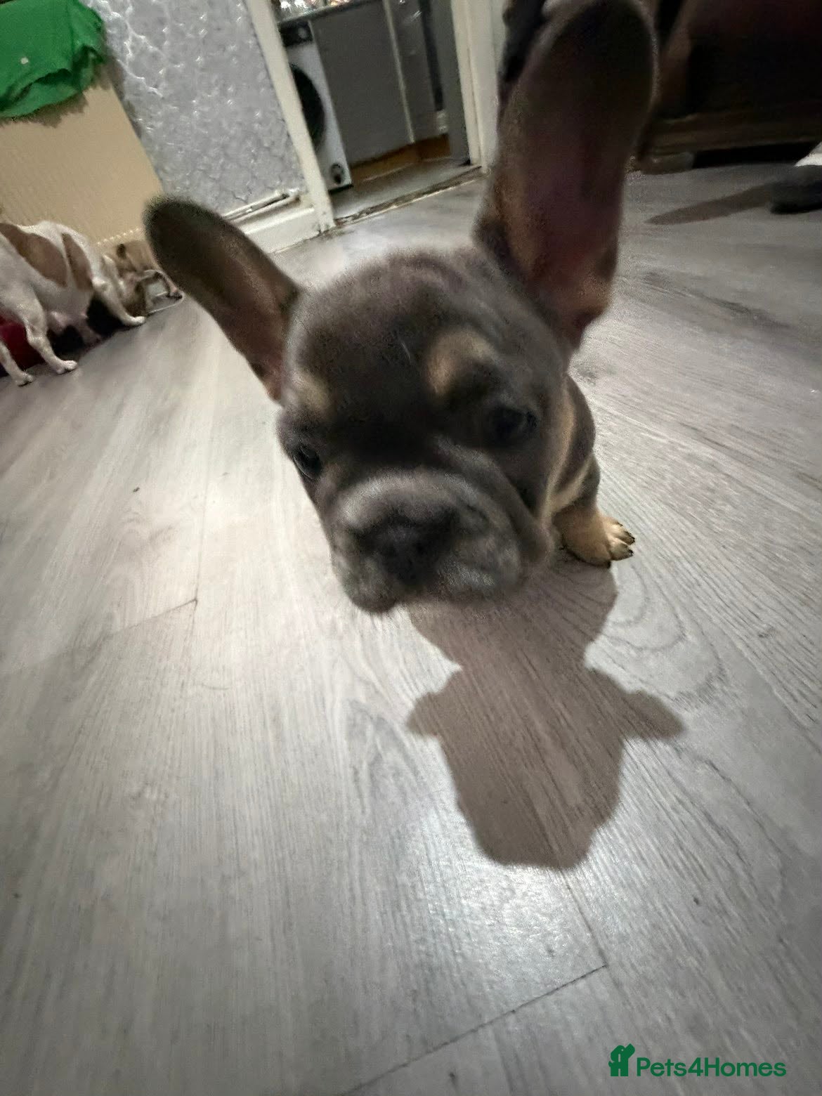 French Bulldog dogs French bulldog puppies  - Advert 2