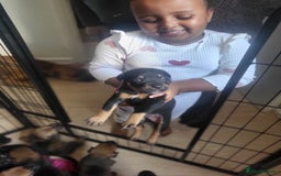 Mixed Breed dogs for sale: Beautiful Ridgeback Staffy x Rottweiler Puppies - Image 13