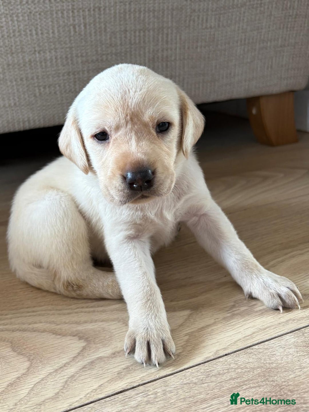Labrador Retriever dogs for sale: Beautiful litter of kc registered labrador  - Image 18