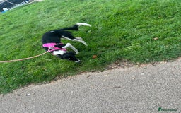 Mixed Breed dogs for sale: New home needed.  - Image 3