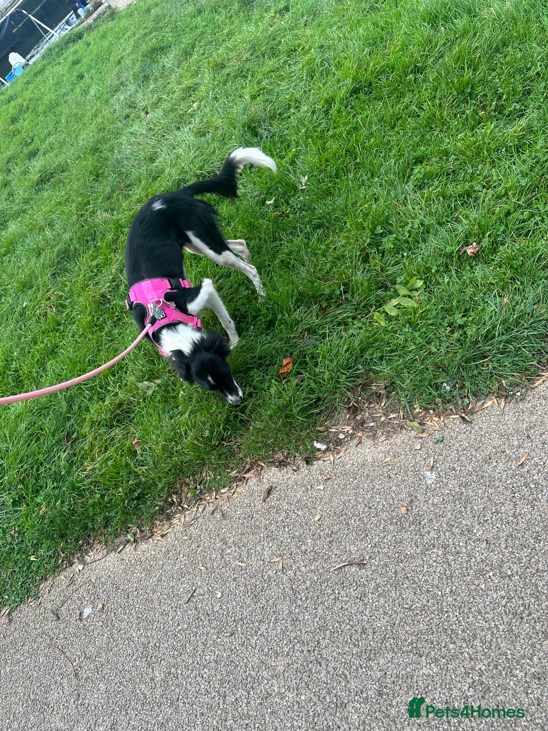 Mixed Breed dogs for sale: New home needed.  - Image 3