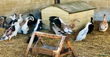 Ducks poultry - Advert 10