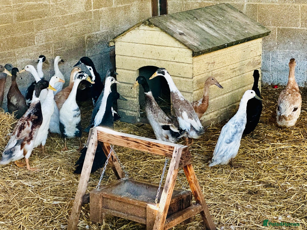 Ducks poultry for sale: Indian Runner Drakes - READY NOW 😊 - Image 3
