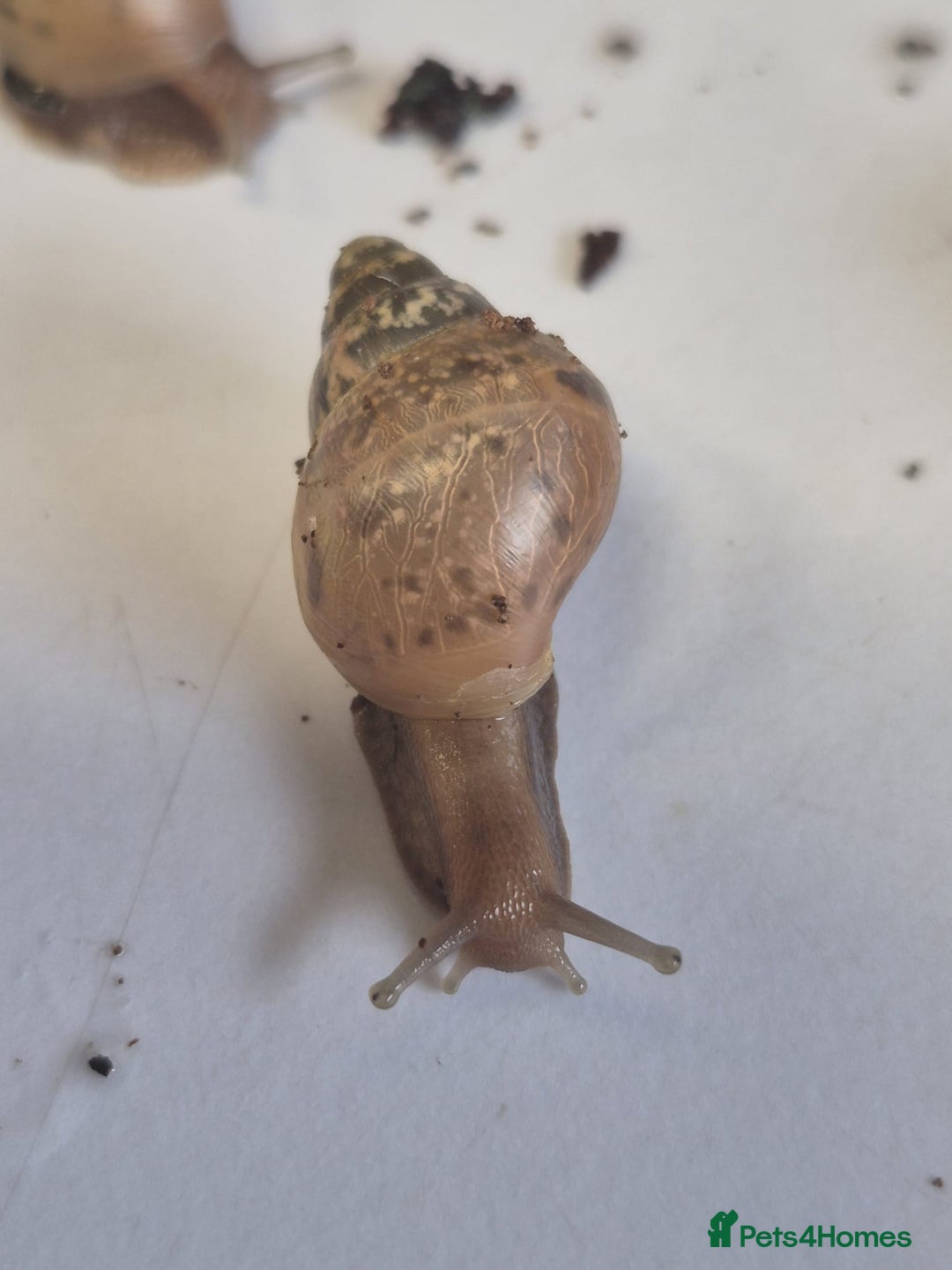 Snails invertebrates for sale: Giant Land Snail Babies - Image 3